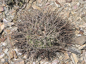 Gymnocal armatum Paicho 2639 m. Foto Ladislav Fischer