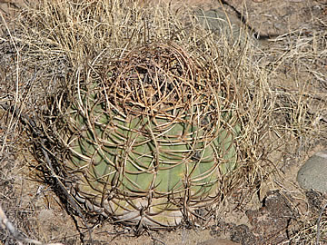 Gymnocal cardenasianum LF 618 Villa Pachero 2544 m. Foto Ladislav Fischer