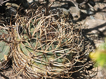 Gymnocalycium cardenasianum LF 615A 2608 m. Foto Ladislav Fischer