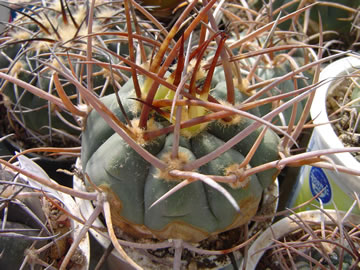 Gymnocalycium armatum LF 278 Tomayapo