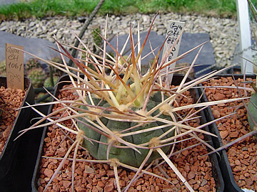 Gymnocalycium armatum Paicho světlé trny light spines
