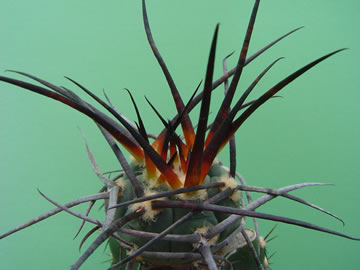 Gymnocalycium armatum Rio Paicho