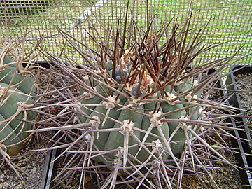 Gymnocalycium armatum Rio Paicho