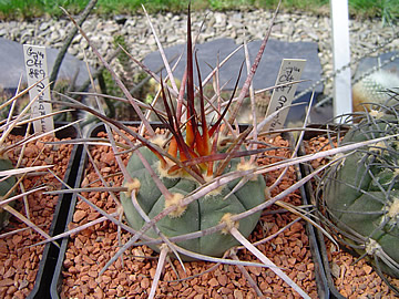 Gymnocalycium armatum Rio Paicho Ch 889