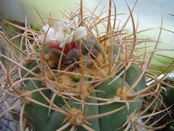 Gymnocalycium armatum VS 300 Parokia, Rio Taraja