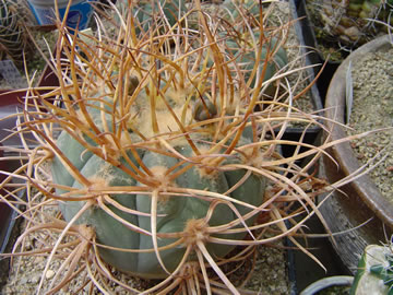 Gymnocalycium armatum VS 503 Tamboyo