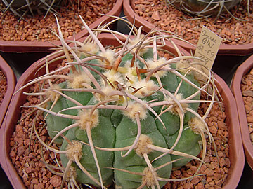 Gymnocalycium bayrianum