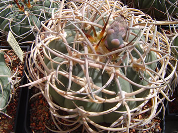 Gymnocalycium cardenasianum