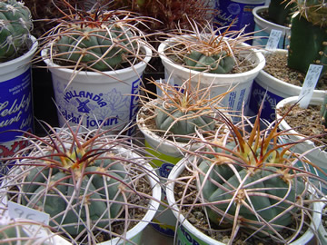 Gymnocalycium cardenasianum trnit Strigl