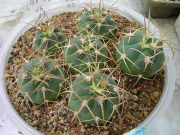 Gymnocalycium cardenasianum VS 475 soutokiense