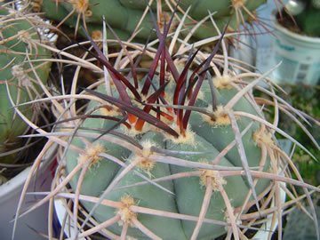 Gymnocalycium cardenasianum hnědotrnná forma
