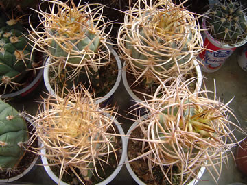 Gymnocalycium cardenasianum roubovanci z Isque