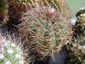 Gymnocalycium cardenasianum sbírka Prucek