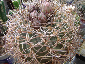 Gymnocalycium cardenasianum sbírka Prucek