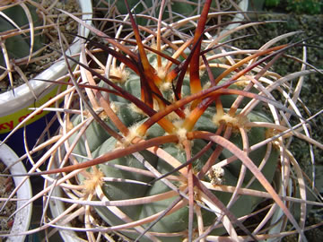 Gymnocalycium cardenasianum trnitá forma