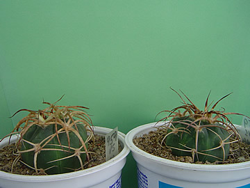 Gymnocalycium cardenasianum var soutokiense - zakroucenost trniva