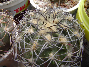 Gymnocalycium horizonthalonium Khres