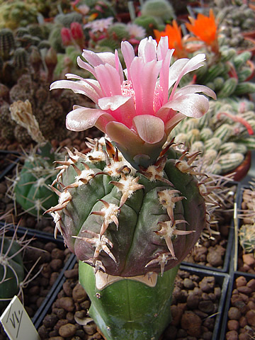 Gymnocalycium spegazzinii unguispinum