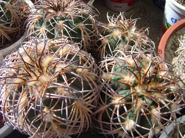 Gymnocalycium spegazzinii major La Angostura