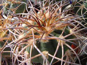 Gymnocalycium spegazzinii major La Angostura