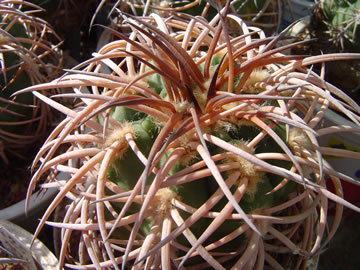 Gymnocalycium spegazzinii major La Angostura