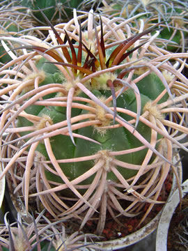 Gymnocalycium spegazzinii major La Angostura