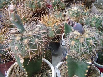 Gymnocalycium spegazzinii major Los Molinos VG