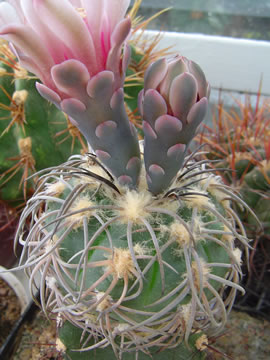 Gymnocalycium spegazzinii major VG Los Molinos