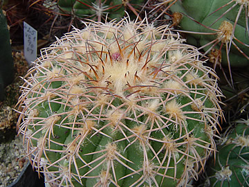 Gymnocalycium spegazzinii punillense GN