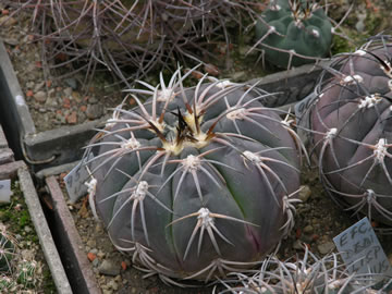 Gymnocalycium spegazzinii ssp sarkae KP 54