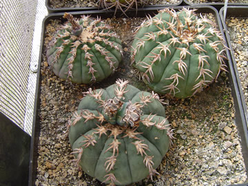 Gymnocalycium spegazzinii unguispinum