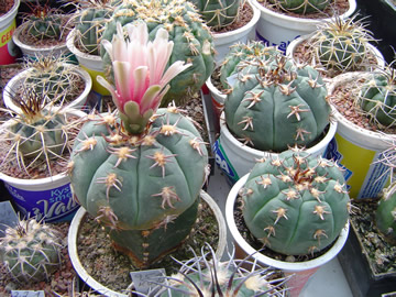 Gymnocalycium spegazzinii unguispinum Sl