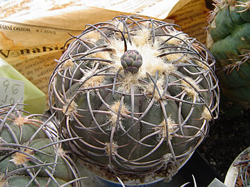 Gymnocalycium spegazzinii var recii Quilmes