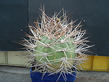 Gymnocal cardenasianum z prvních výsevů foto Jindřich Šnýdl