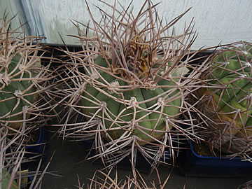 Gymnocalycium cardenasianum silně vytrněná forma foto Jindřich Šnýdl