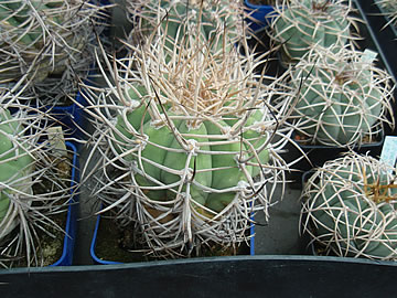 Gymnocalycium cardenasianum z prvních výsevů foto Jindřich Šnýdl
