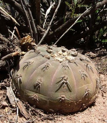 Gymnocalycium spegazzinii MT 07-308 Quebrada de las Conchas, foto ing Martin Tvrdík