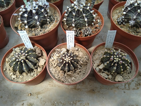 Gymnocalycium friedrichii angustostriatum LB 2178 Aqua Dulce