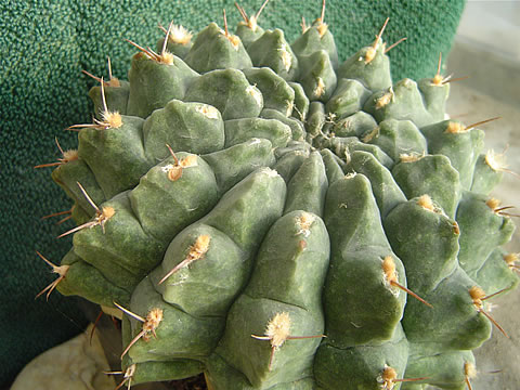 Gymnocalycium onychacanthum De Herdt