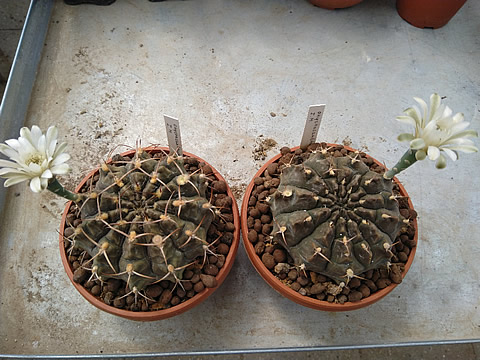 Gymnocalycium onychacanthum ex De Herdt Belgie