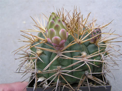 Gymnocalycium hamatum, foto Rudolf Frélich