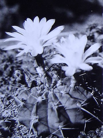 Gymn griseopallidum z import semen, foto Ferdinand Plesník 1970