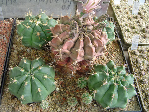 Gymn. griseopallidum