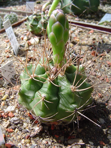 Gymnocalycium spec VoS 258