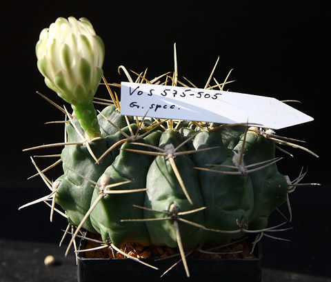 Gymnocalycium VoS 575