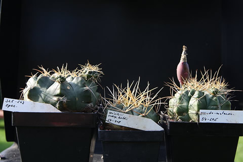 Srovnání Gymn VoS 325 vých od Limoncito, VoS 34 anisitsii ssp holdii a Gymn pseudomalacocarpus VoS 54 Bolívie, západně od El Carmen