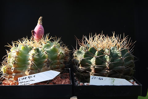 Srovnání Gymn griseopallidum L 368 a Gymn pseudomalacocarpus VoS 51 Bolivia, Santa Ana