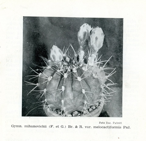 Gymn. mihanovichii var. filadelfiense STO 1207