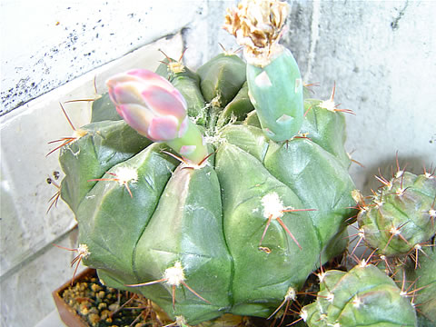 Gymn. pseudomalacocarpus