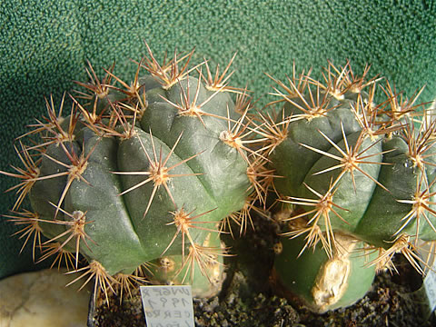 Gymn. anisitsii ssp. Unger 1991 Cerro Leon